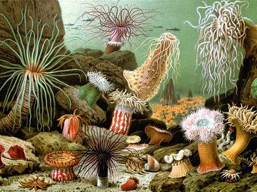 Anemones
