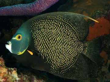 Angelfish