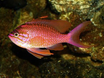 Anthias