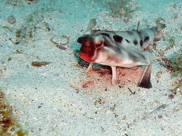 Batfish