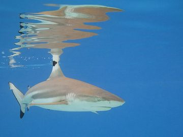 Blacktip reef shark