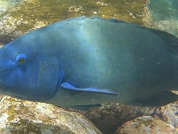 Blue Groper