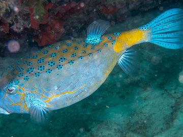 Boxfish / pufferfish