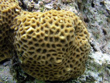Brain coral