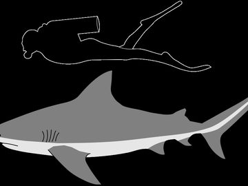 Bull Shark