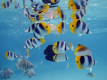 Butterflyfish