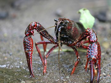 Cambarid Crayfishes