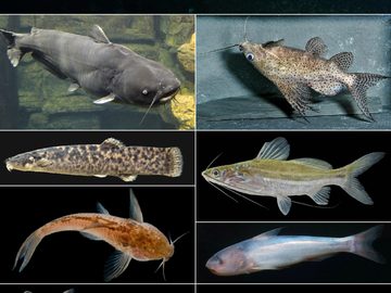 Catfish