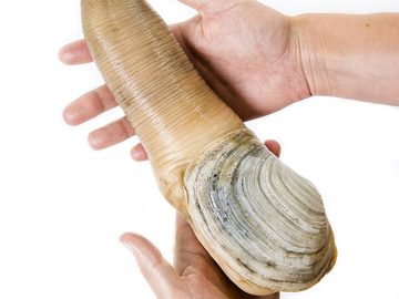 Clam