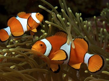 Clownfish