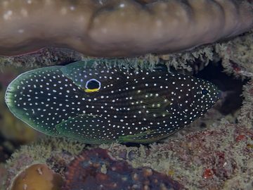 Comet Fish , shrimps