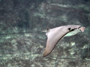 Cownose ray