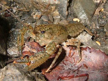 Crayfish