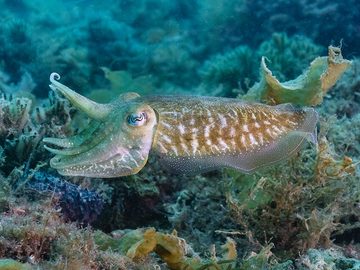 Cuttlefish