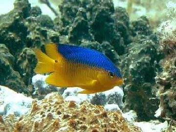 Damselfish