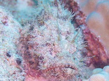 Devil Scorpionfish