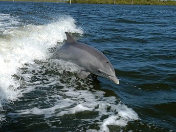 Dolphins