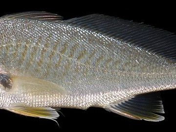 Drum fish