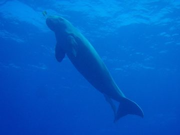 Dugong