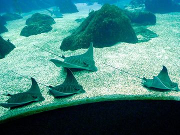 Eagle Ray