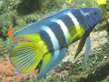 Eastern Blue Devil Fish