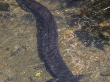 Eels