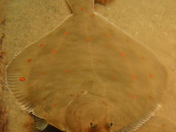 Flatfishes