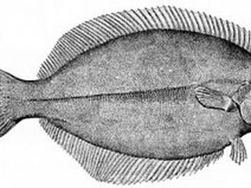 Flounder
