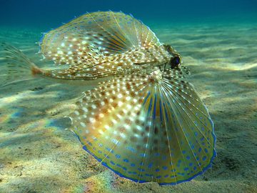 Flying Gurnard