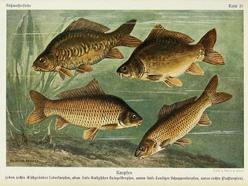 Freshwater Fish