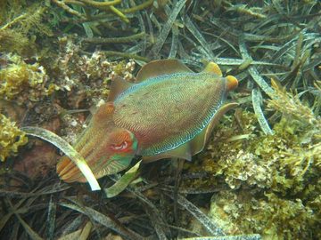 Giant cuttlefish