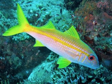 Goatfish