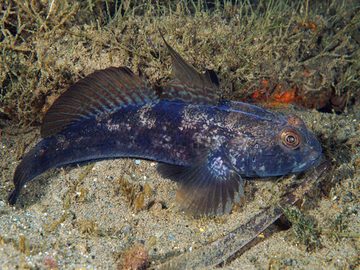 Gobies