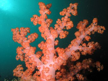Gorgonian fan