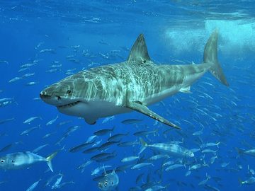 Great White Shark