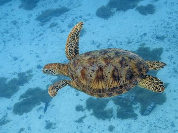 Green Turtle