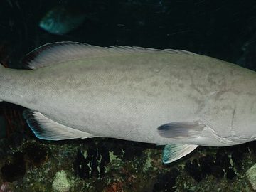 Grouper