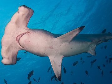 Hammerhead shark