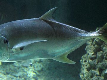 Jackfish