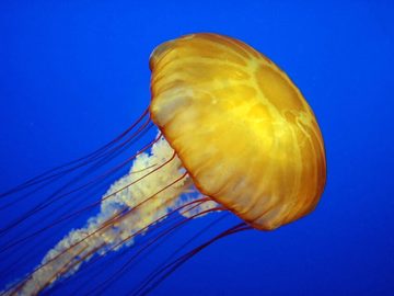 Jellyfish
