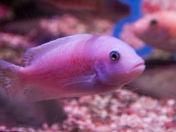 Leaffish