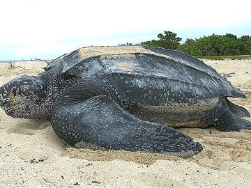 Leatherback sea turtle