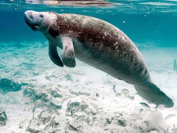 Manatee (dugong)
