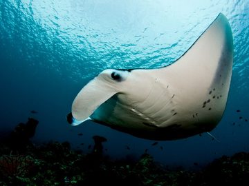 Manta Ray