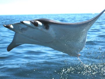 Mobula rays