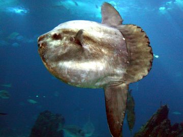 Mola