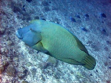 Napoleon fish