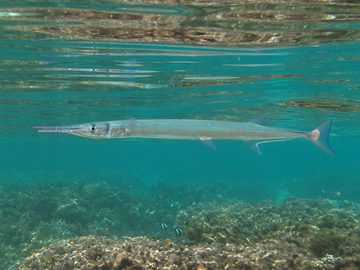 Needlefishes