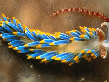 nudibranchs, Salpe, octopuses