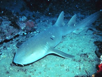 Nurse sharks